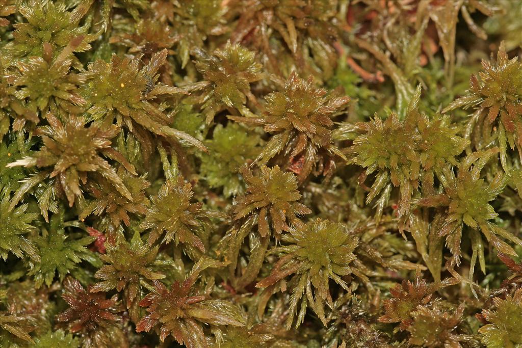 Sphagnum subnitens (door Jan Kersten)