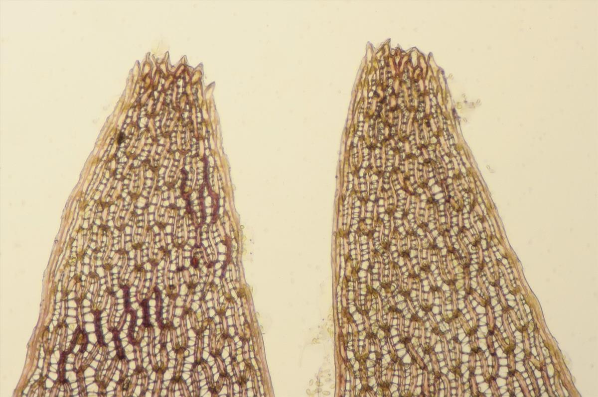 Sphagnum subnitens (door Jan Kersten)