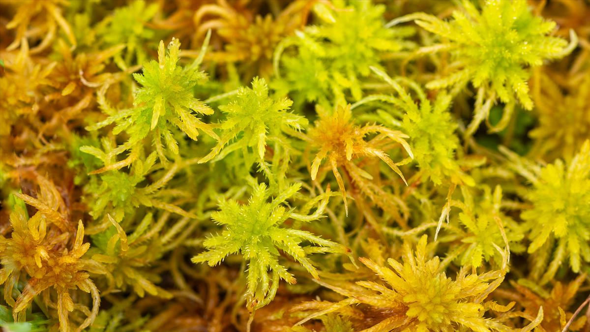 Sphagnum teres (door Basvangennip)