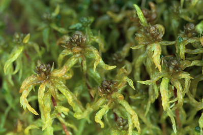 Sphagnum platyphyllum (door Klaas van der Veen)