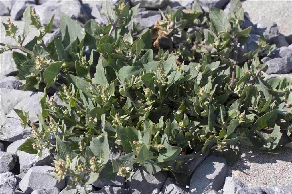 Atriplex prostrata (door Valentine Kalwij)