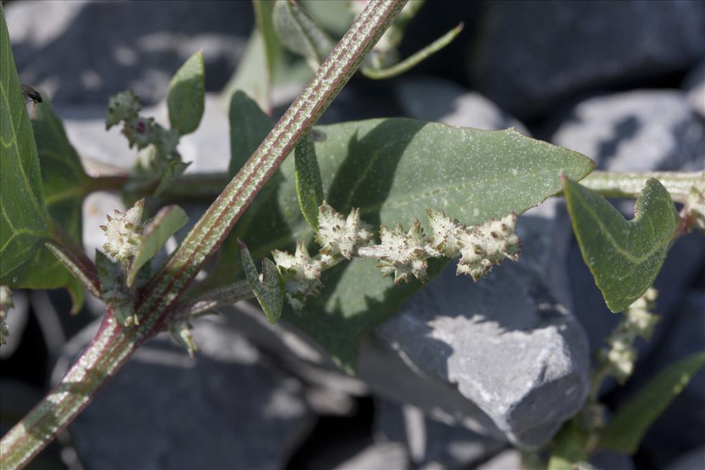 Atriplex prostrata (door Valentine Kalwij)