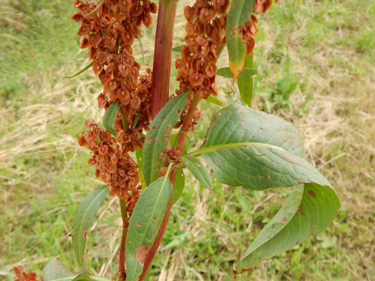 Rumex patientia (door Peter Meininger)