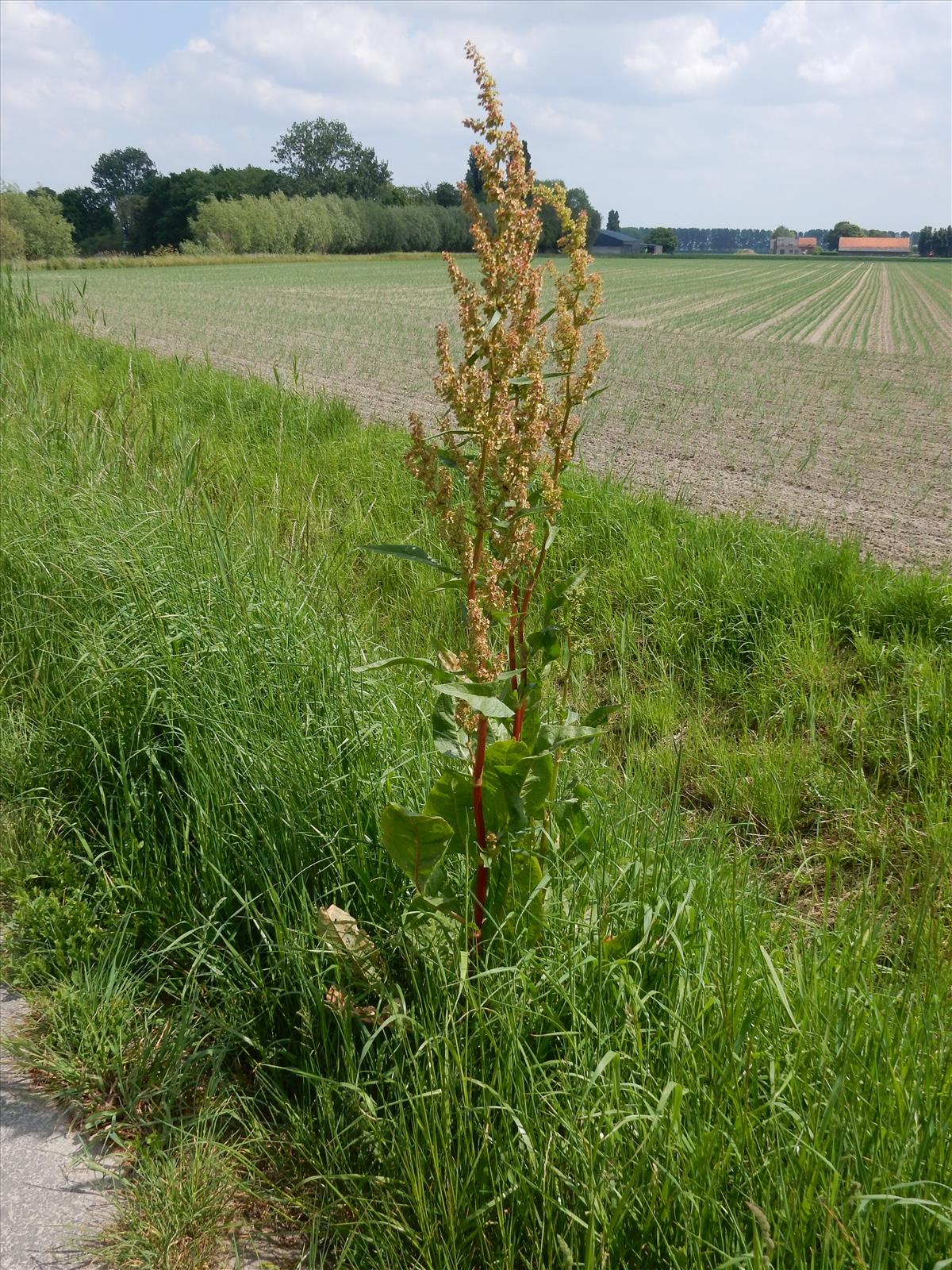 Rumex patientia (door Peter Meininger)