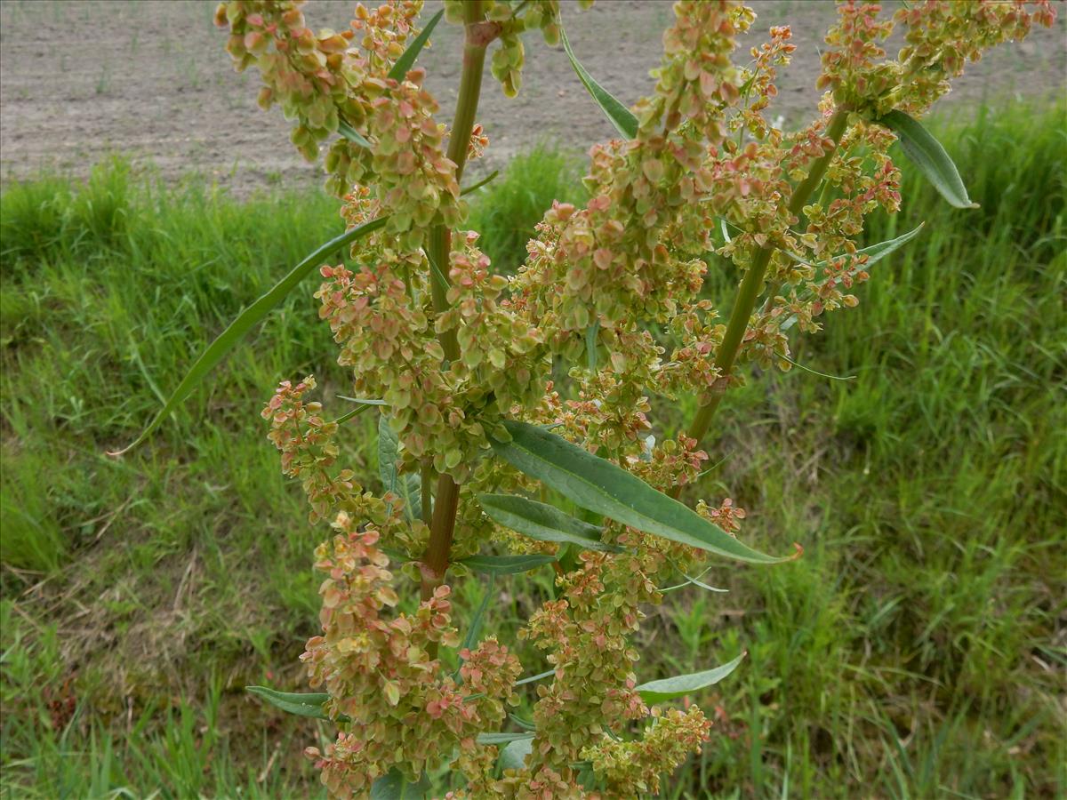 Rumex patientia (door Peter Meininger)