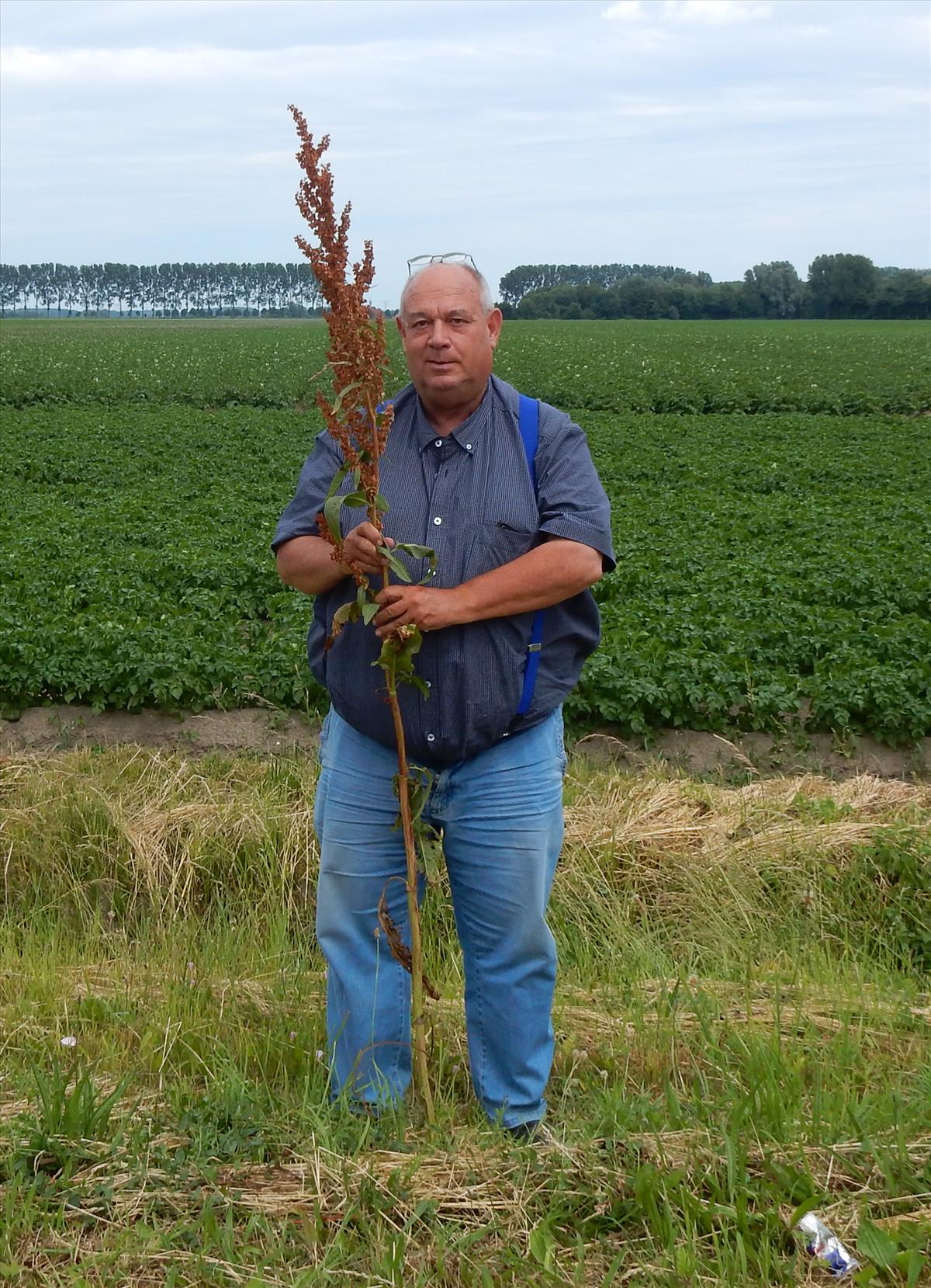 Rumex patientia (door Peter Meininger)