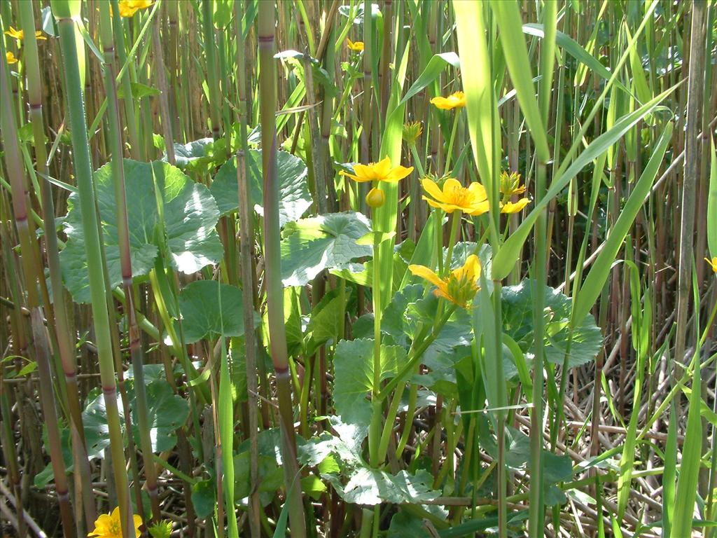 Caltha palustris subsp. radicans (door Dick Kerkhof)