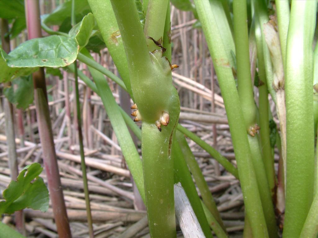 Caltha palustris subsp. radicans (door Dick Kerkhof)