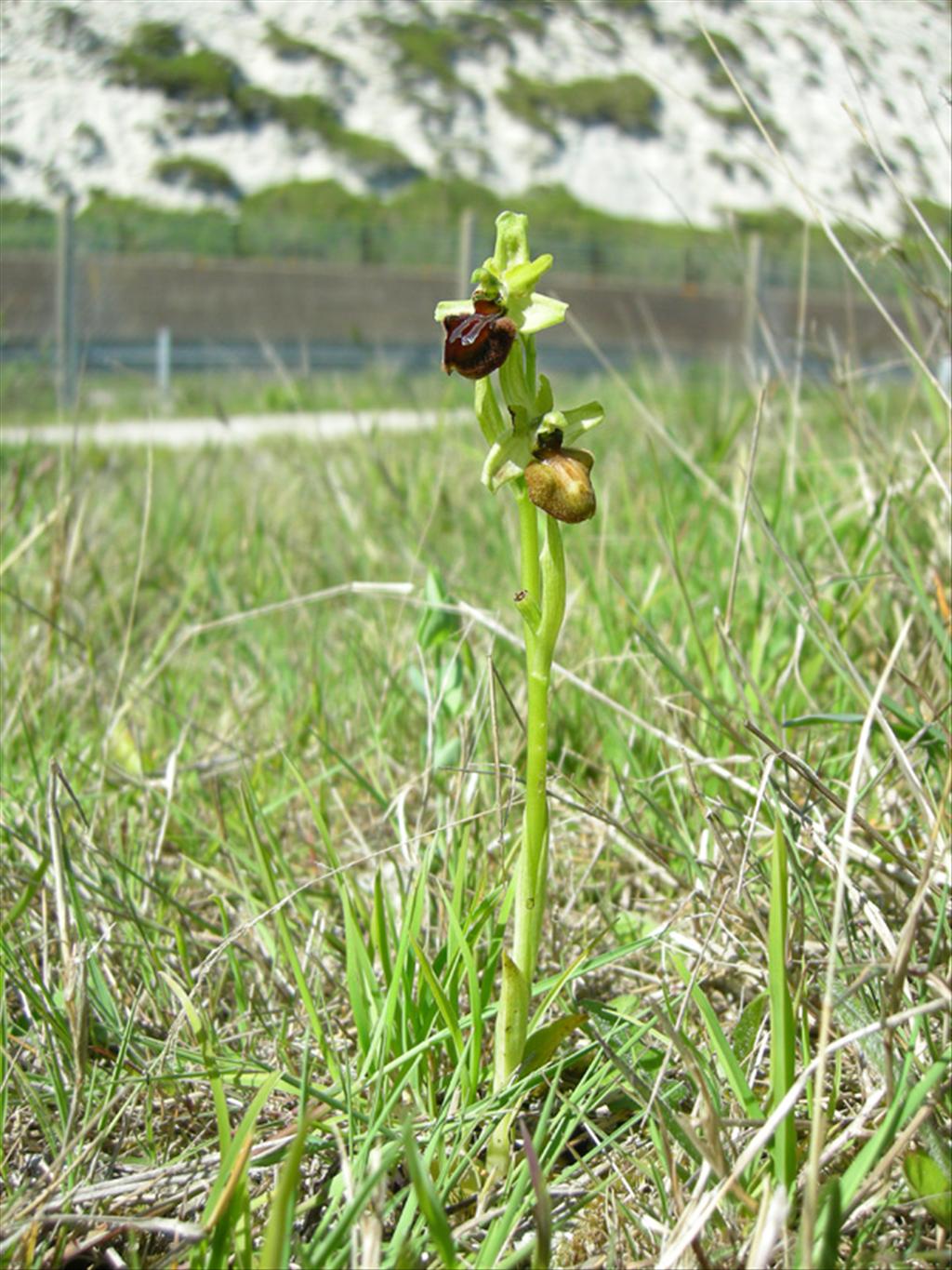 Ophrys sphegodes (door Jan Hein van Steenis)