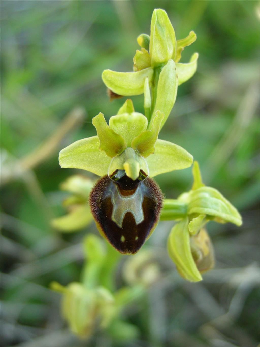 Ophrys sphegodes (door Jan Hein van Steenis)