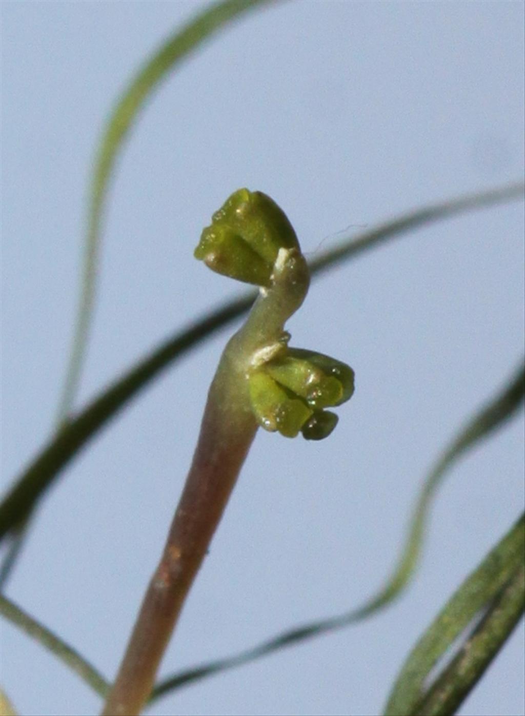 Ruppia spiralis (door Peter Meininger)