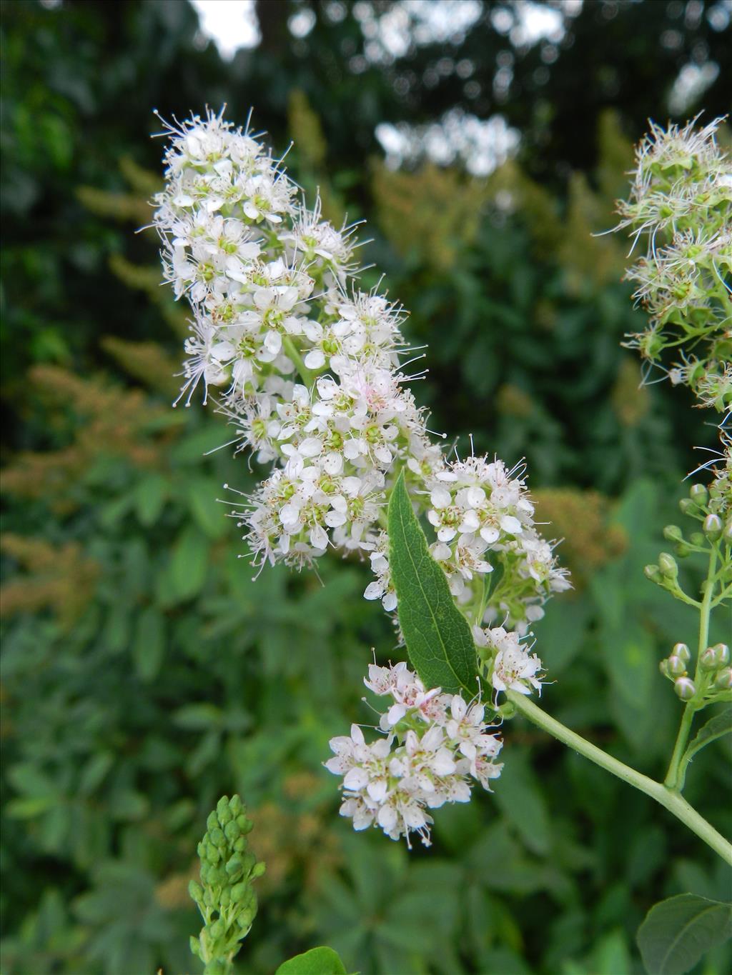 Spiraea alba (door Rutger Barendse)