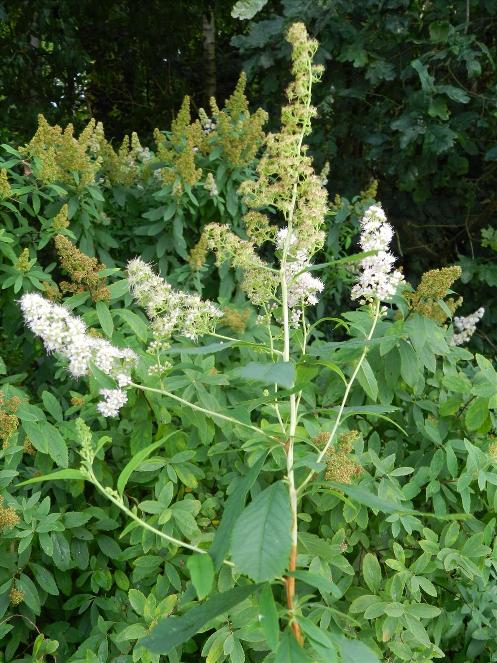 Spiraea alba (door Rutger Barendse)