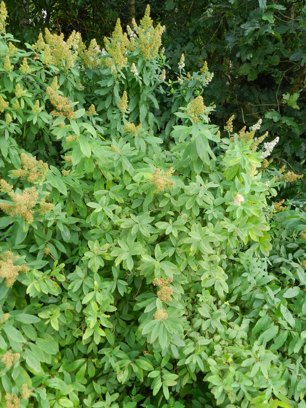 Spiraea alba (door Rutger Barendse)