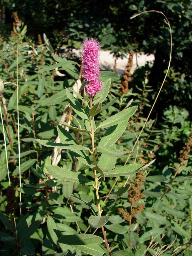 Spiraea douglasii (door Adrie van Heerden)