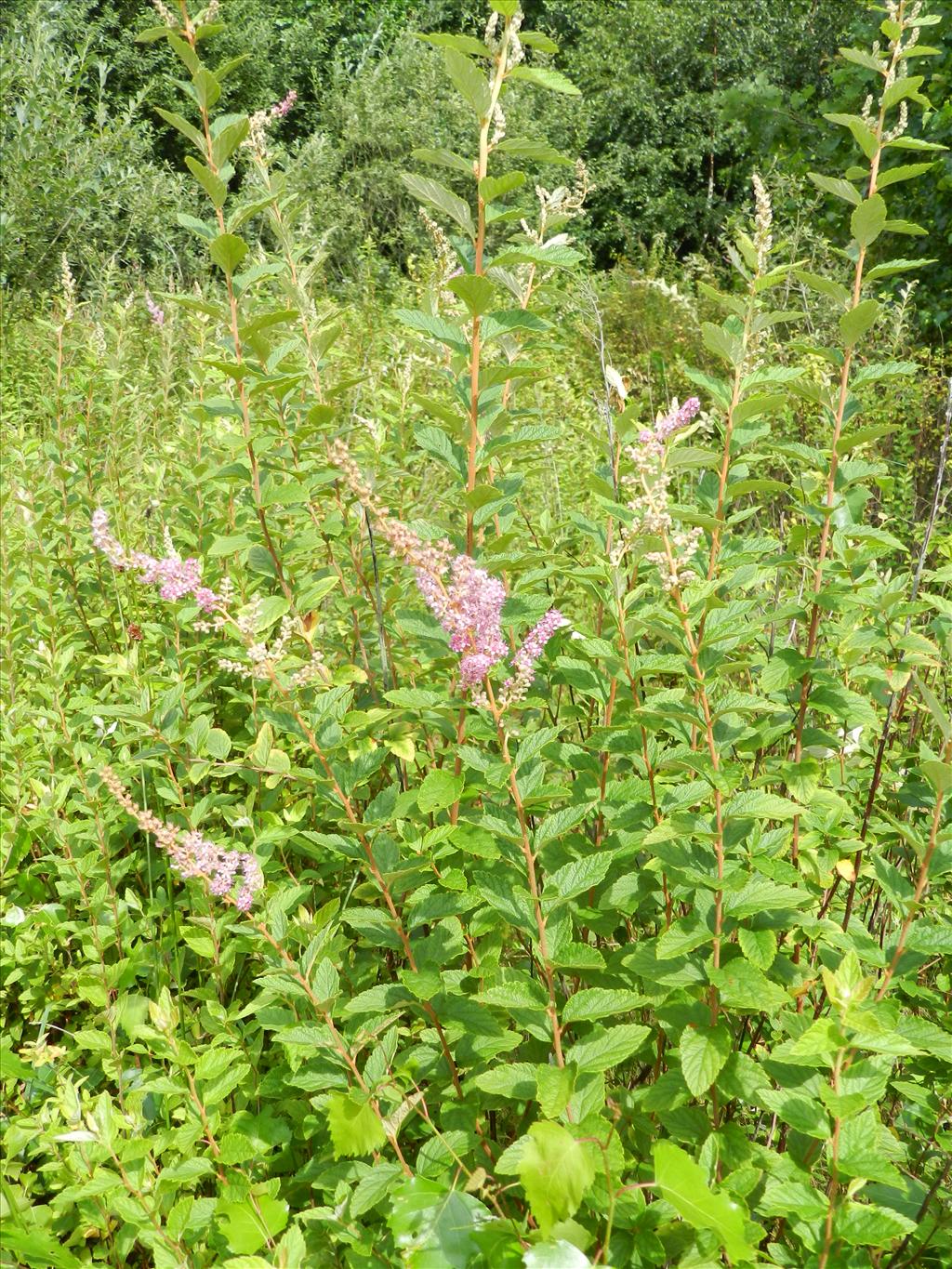 Spiraea tomentosa (door Rutger Barendse)