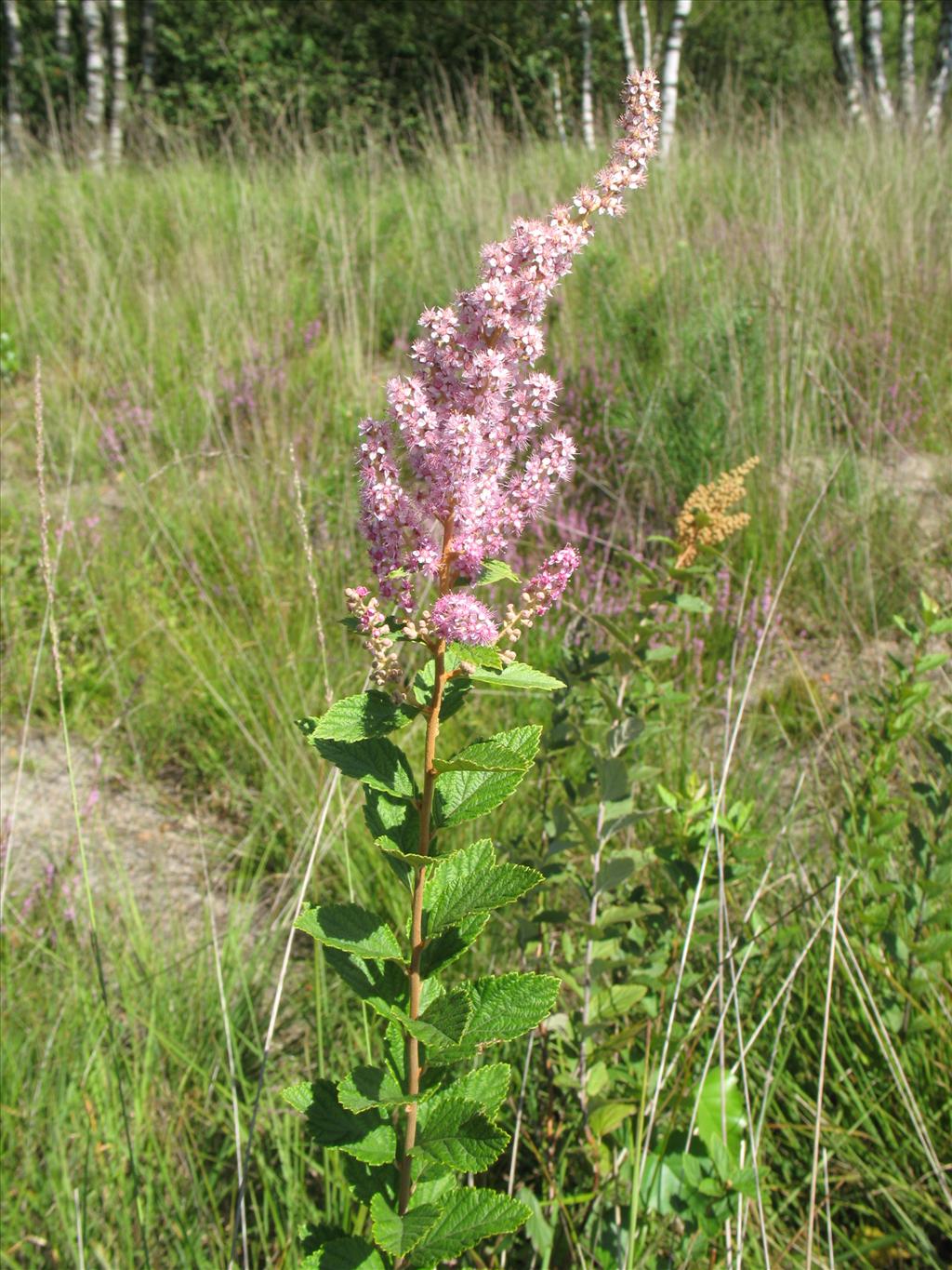 Spiraea tomentosa (door Rutger Barendse)