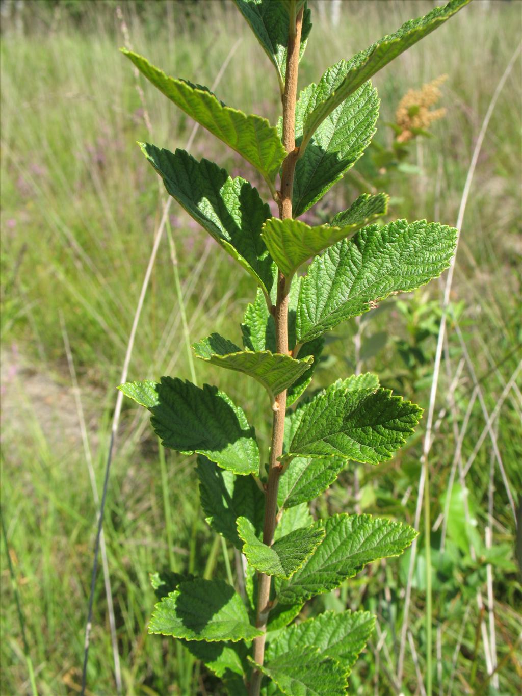 Spiraea tomentosa (door Rutger Barendse)