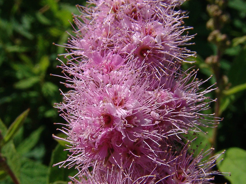 Spiraea x billardii (door KU Leuven Campus Kulak Kortrijk - www.kuleuven-kulak.bebioweb)