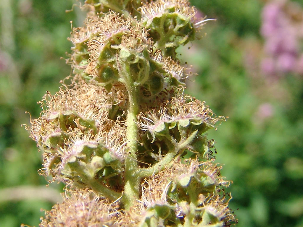 Spiraea x billardii (door KU Leuven Campus Kulak Kortrijk - www.kuleuven-kulak.bebioweb)