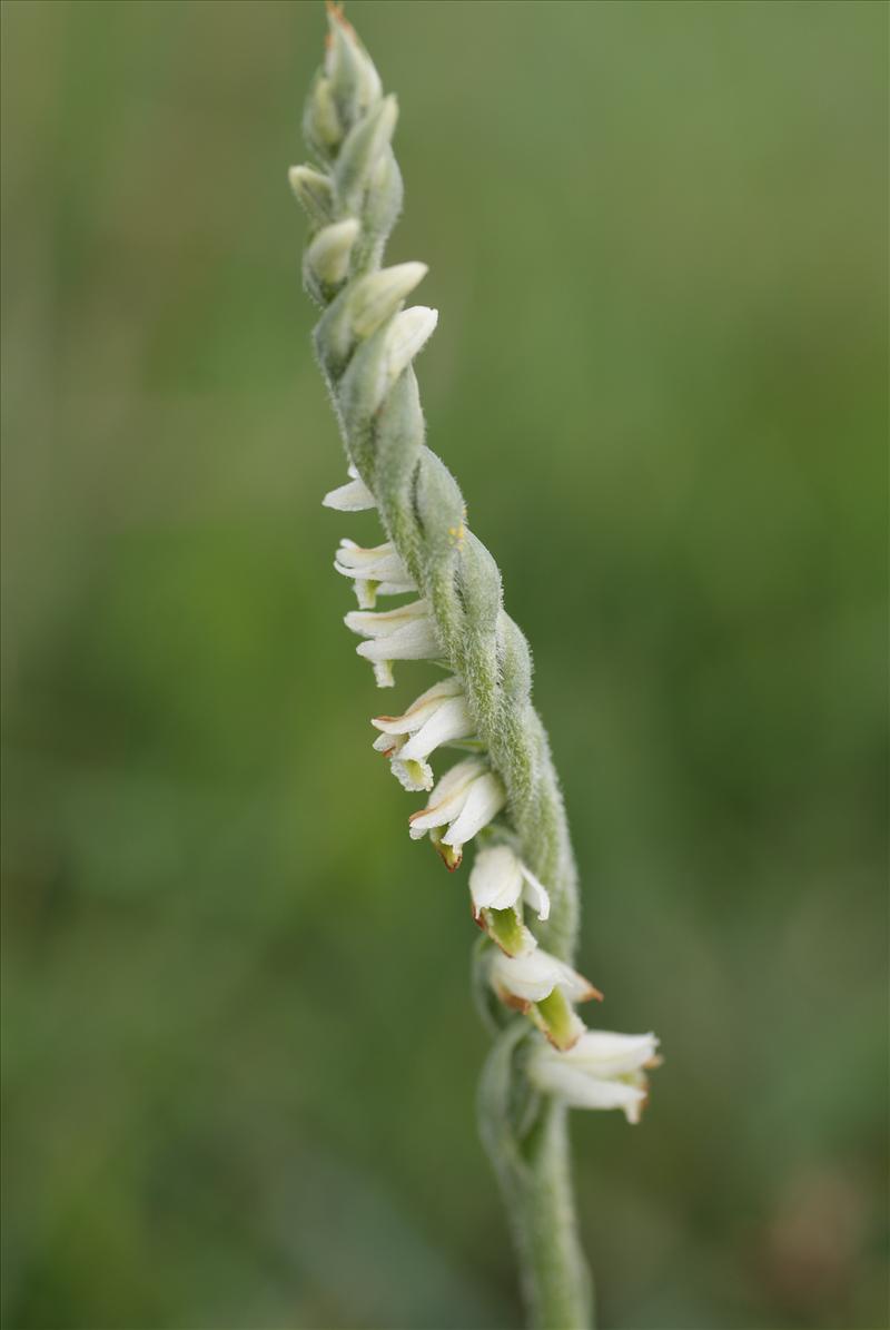 Spiranthes spiralis (door Adrie van Heerden)