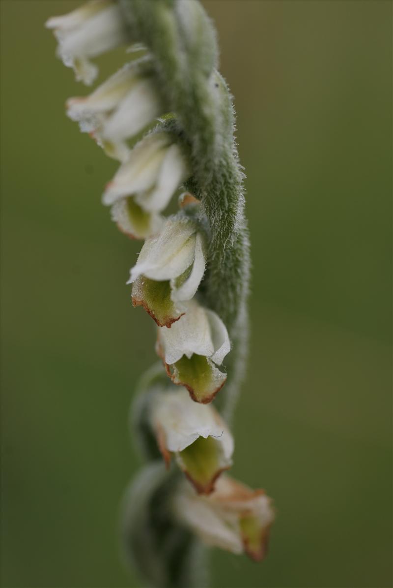 Spiranthes spiralis (door Adrie van Heerden)