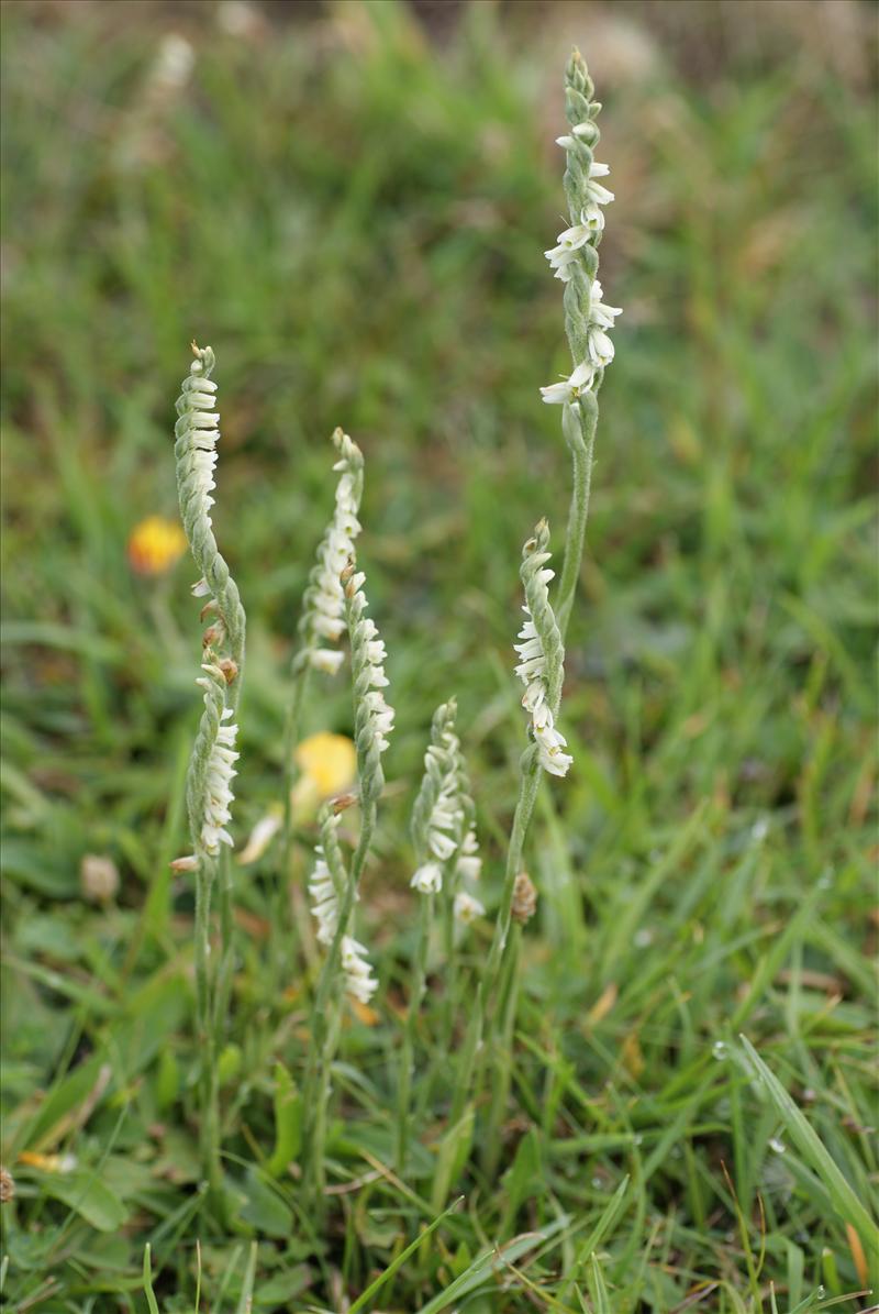 Spiranthes spiralis (door Adrie van Heerden)