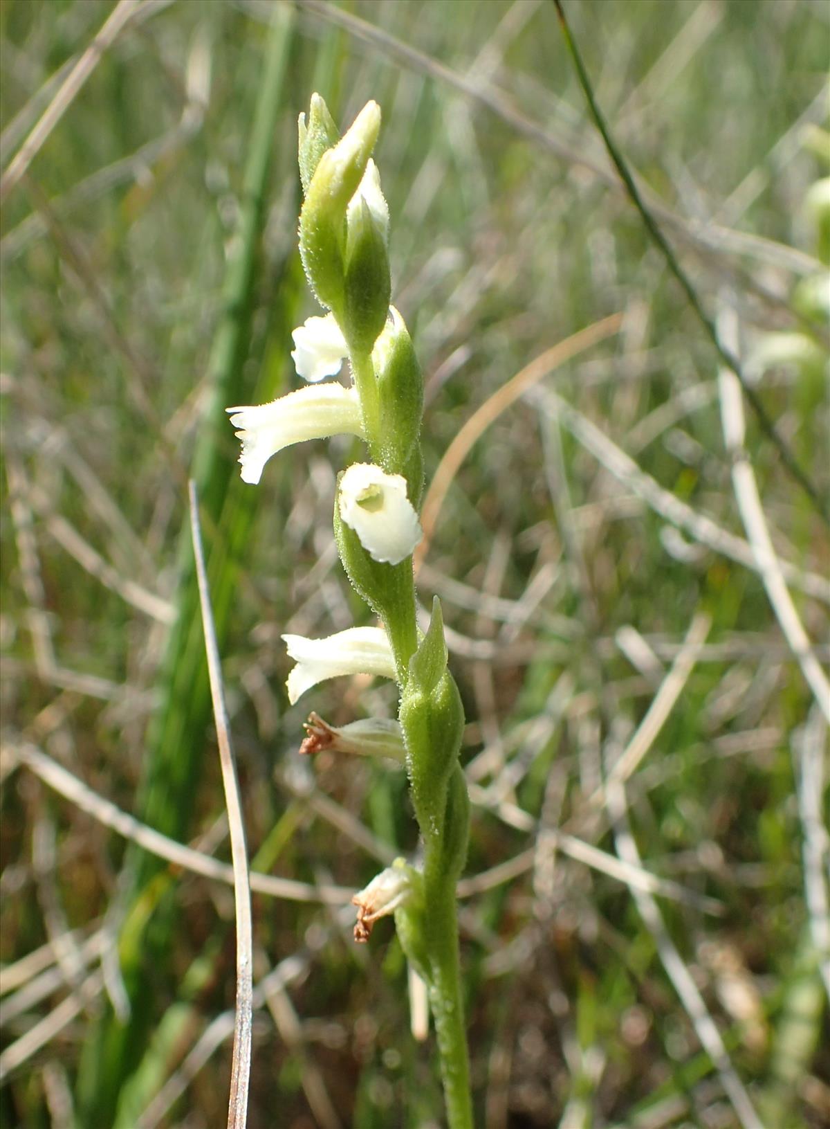 Spiranthes aestivalis (door Adrie van Heerden)