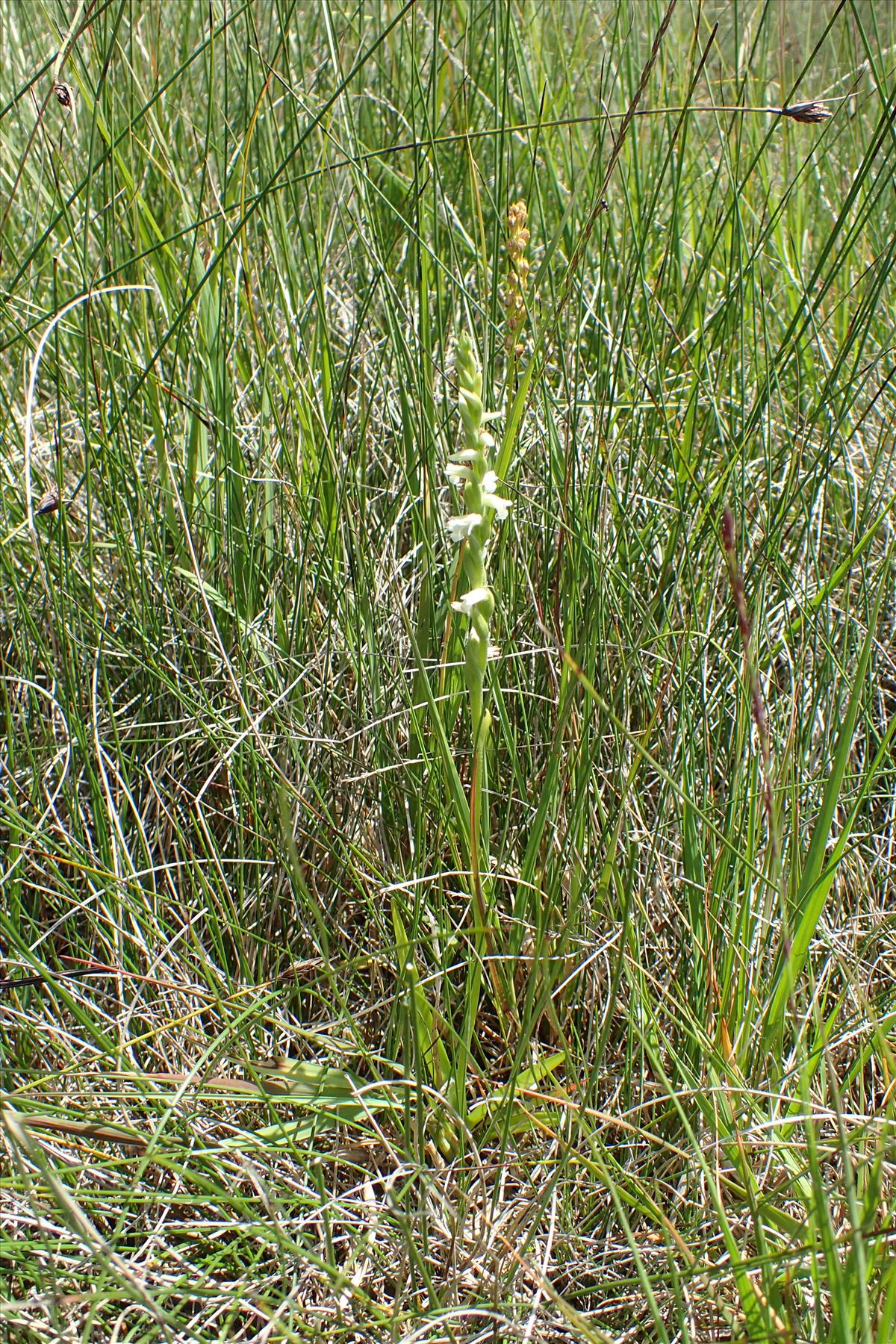 Spiranthes aestivalis (door Adrie van Heerden)