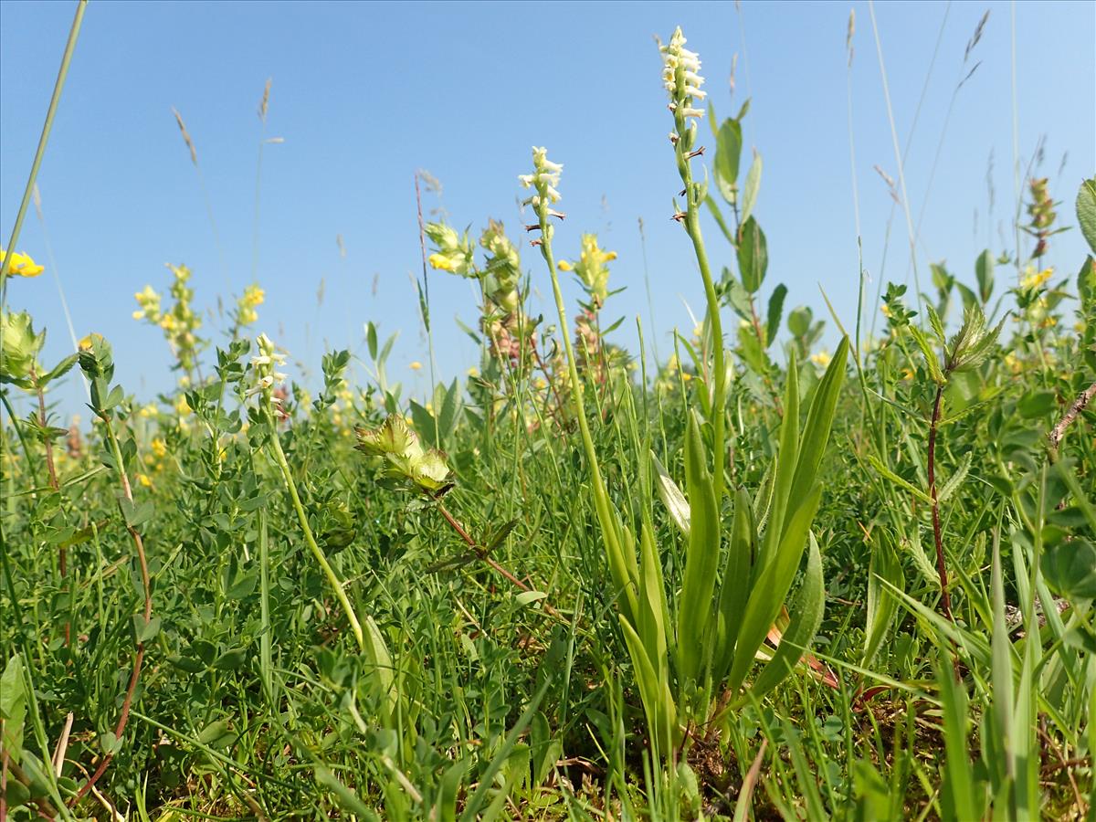 Spiranthes lucida (door Adrie van Heerden)