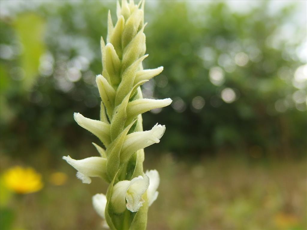 Spiranthes romanzoffiana (door Aad van Diemen)