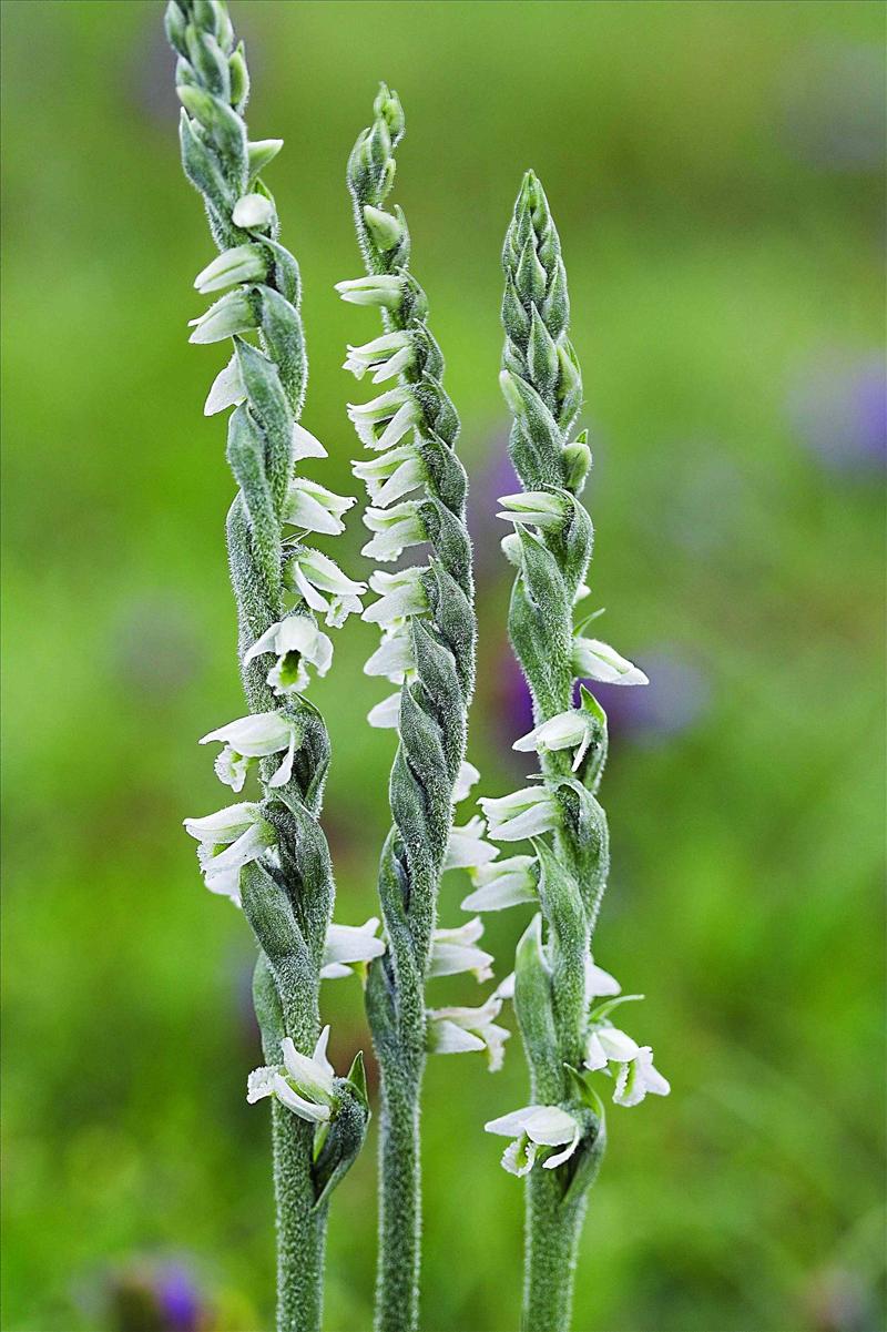 Spiranthes spiralis (door C.A.J. Kreutz)