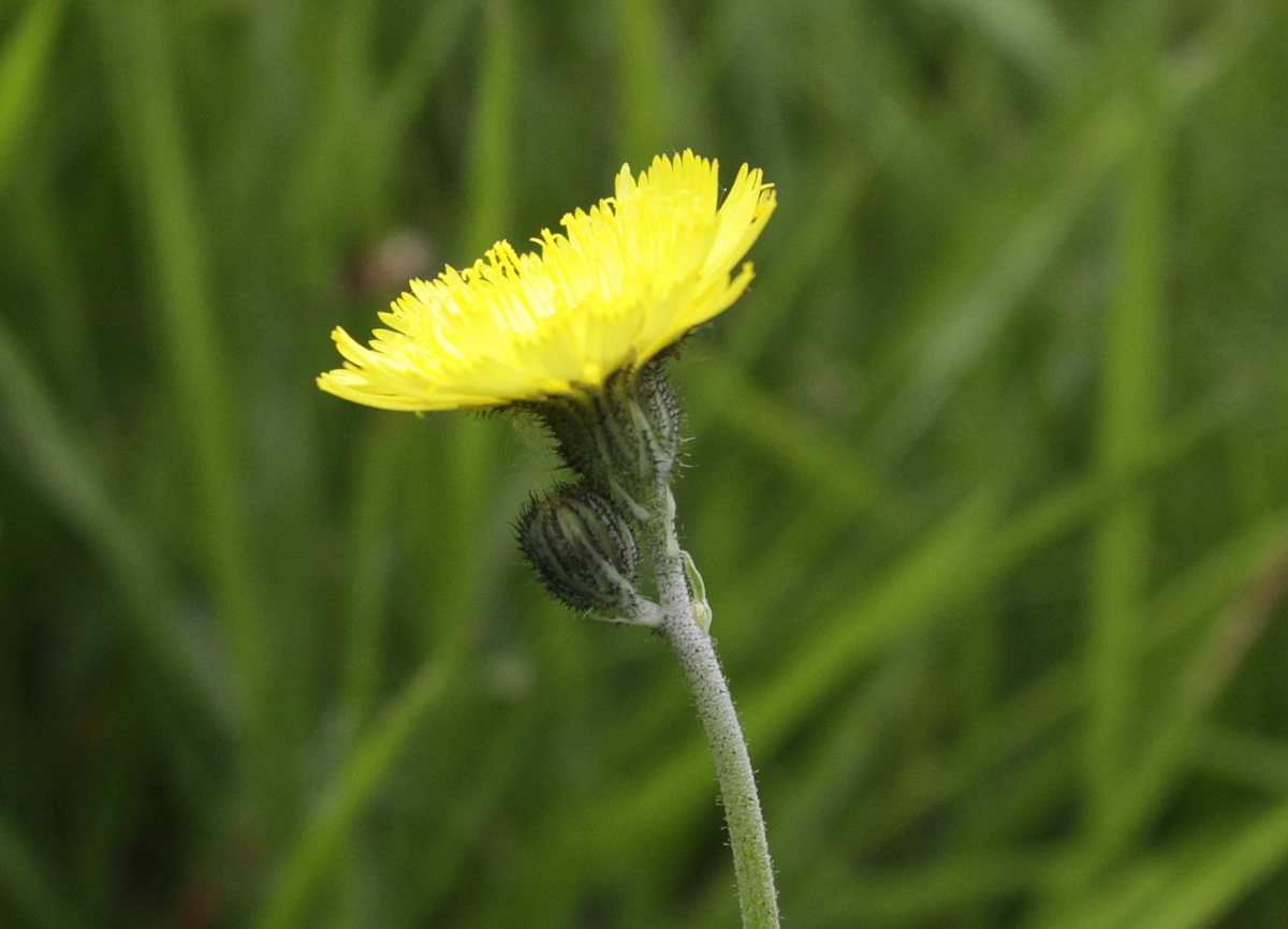 Pilosella lactucella (door Peter Meininger)