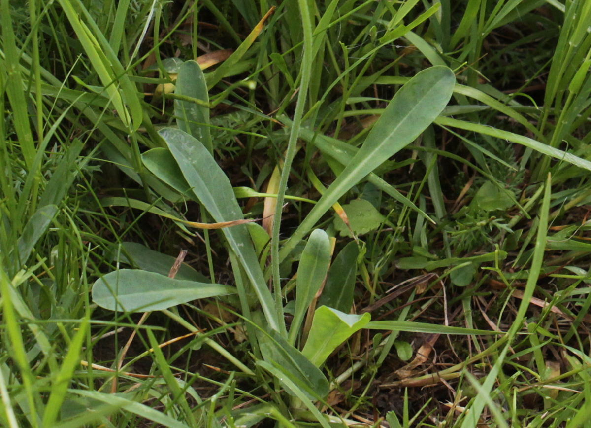 Pilosella lactucella (door Peter Meininger)