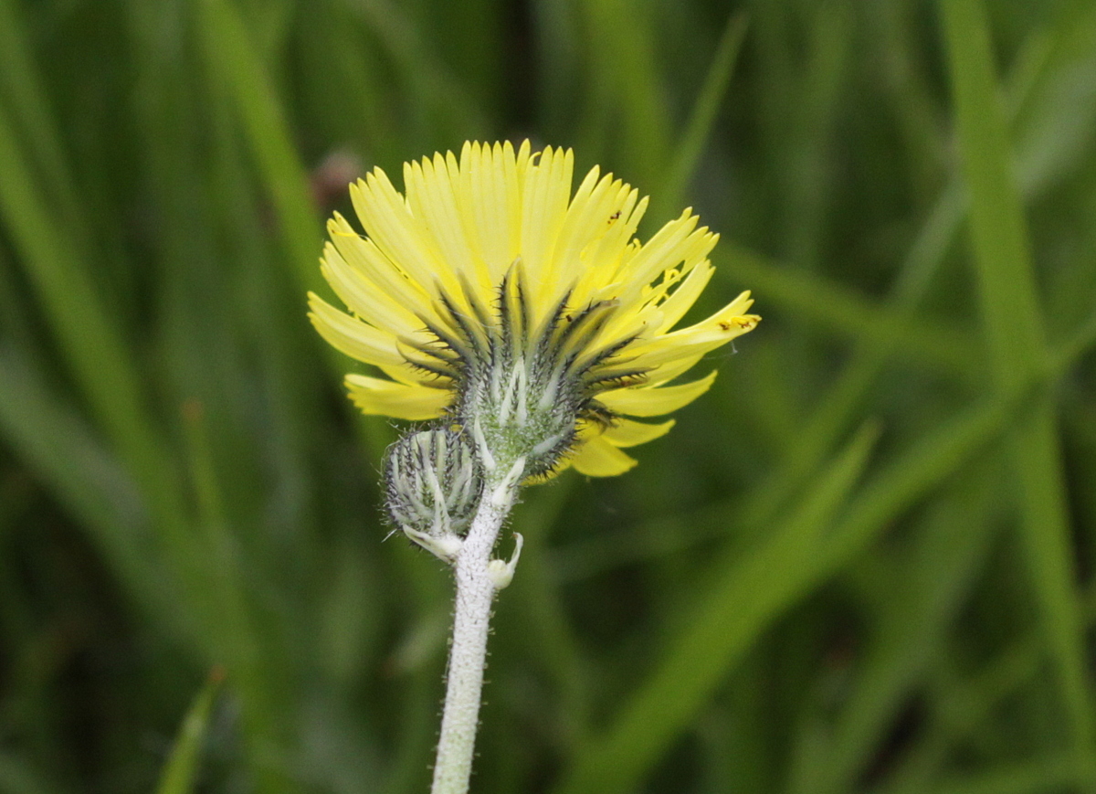 Pilosella lactucella (door Peter Meininger)