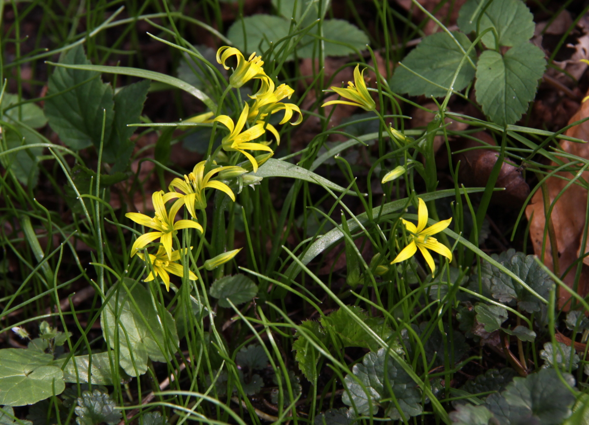 Gagea minima (door Peter Meininger)