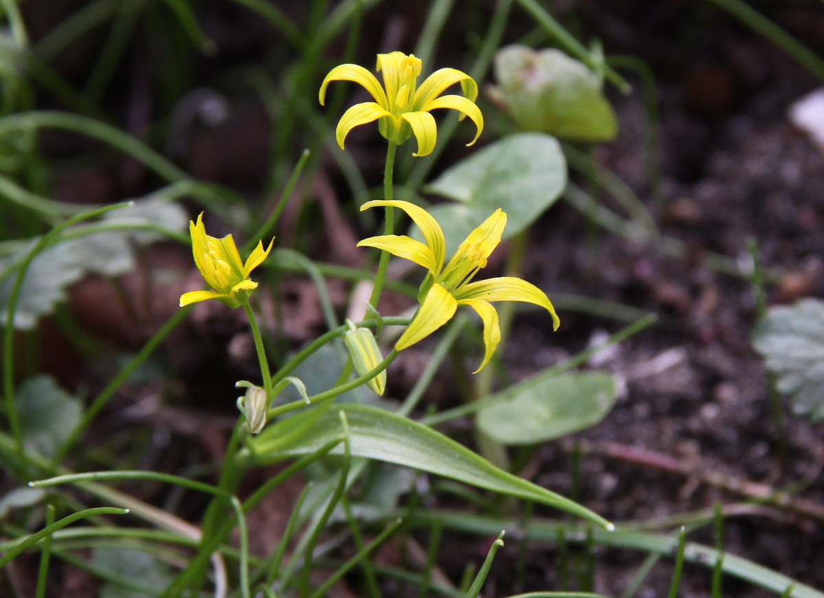 Gagea minima (door Peter Meininger)