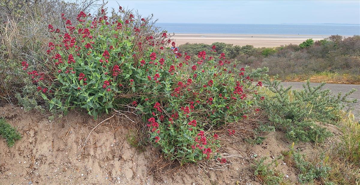 Centranthus ruber (door Peter Meininger)