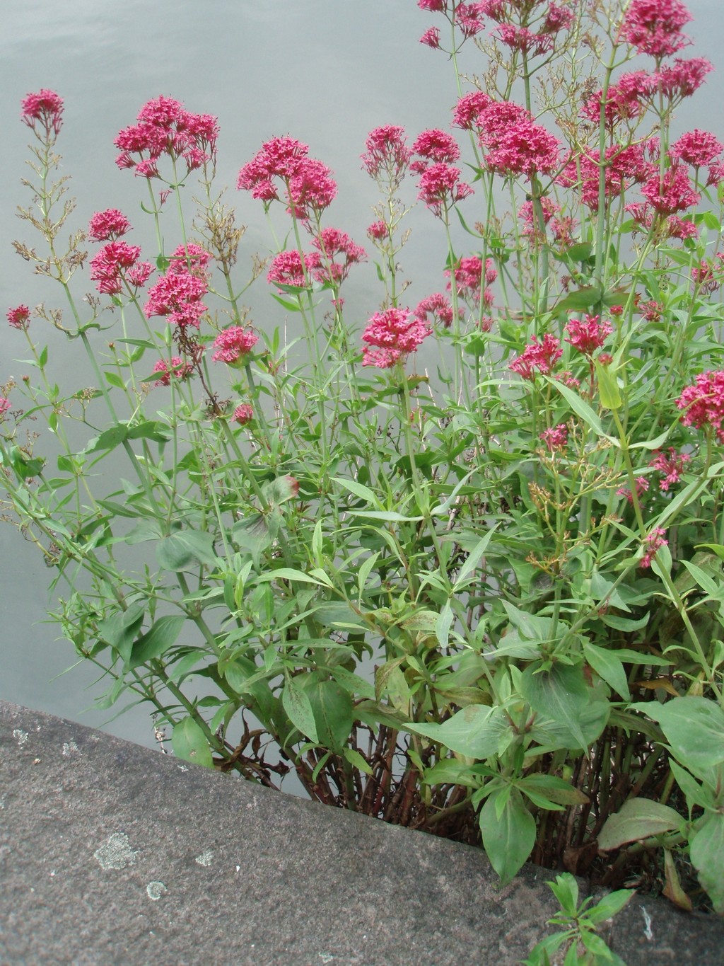 Centranthus ruber (door Cor Nonhof)