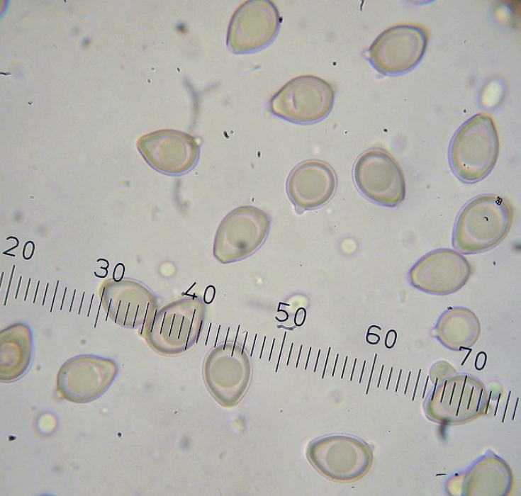 Chlorophyllum molybdites (door Sjaak van Tiel)