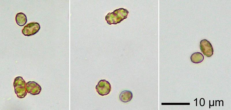 Chaenotheca chlorella (door Norbert Stapper)