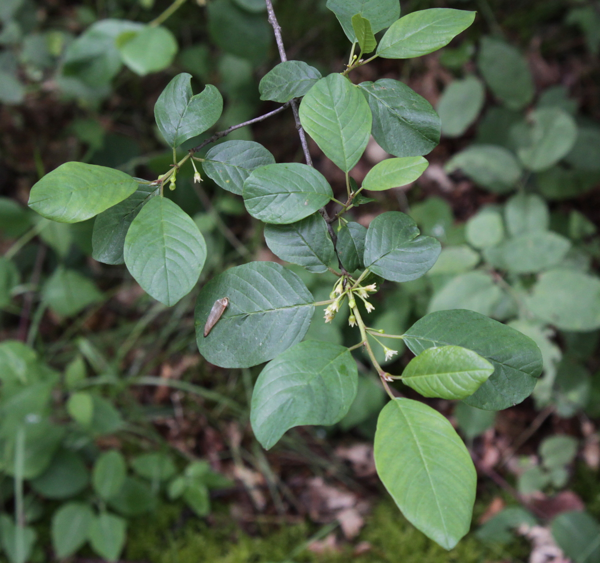 Frangula alnus (door Peter Meininger)