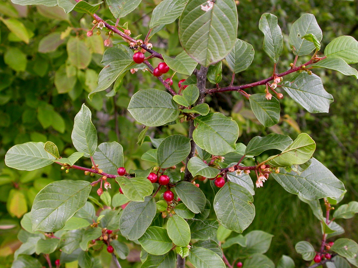 Frangula alnus (door Peter Meininger)