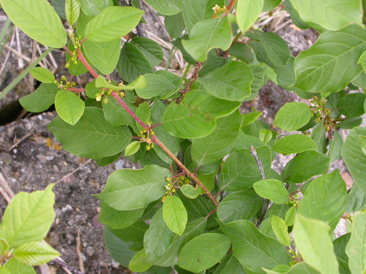 Frangula alnus (door Peter Meininger)