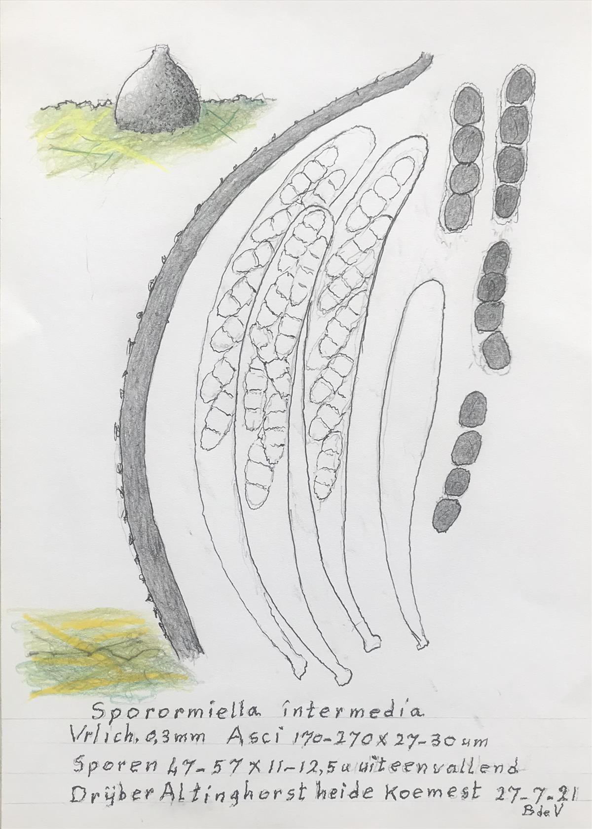 Sporormiella intermedia (door Bernhard de Vries)