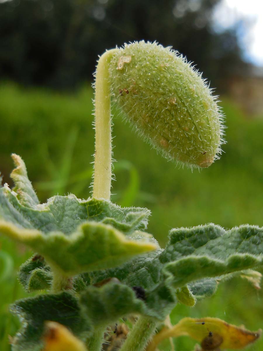 Ecballium elaterium (door Ed Stikvoort | Saxifraga.nl)