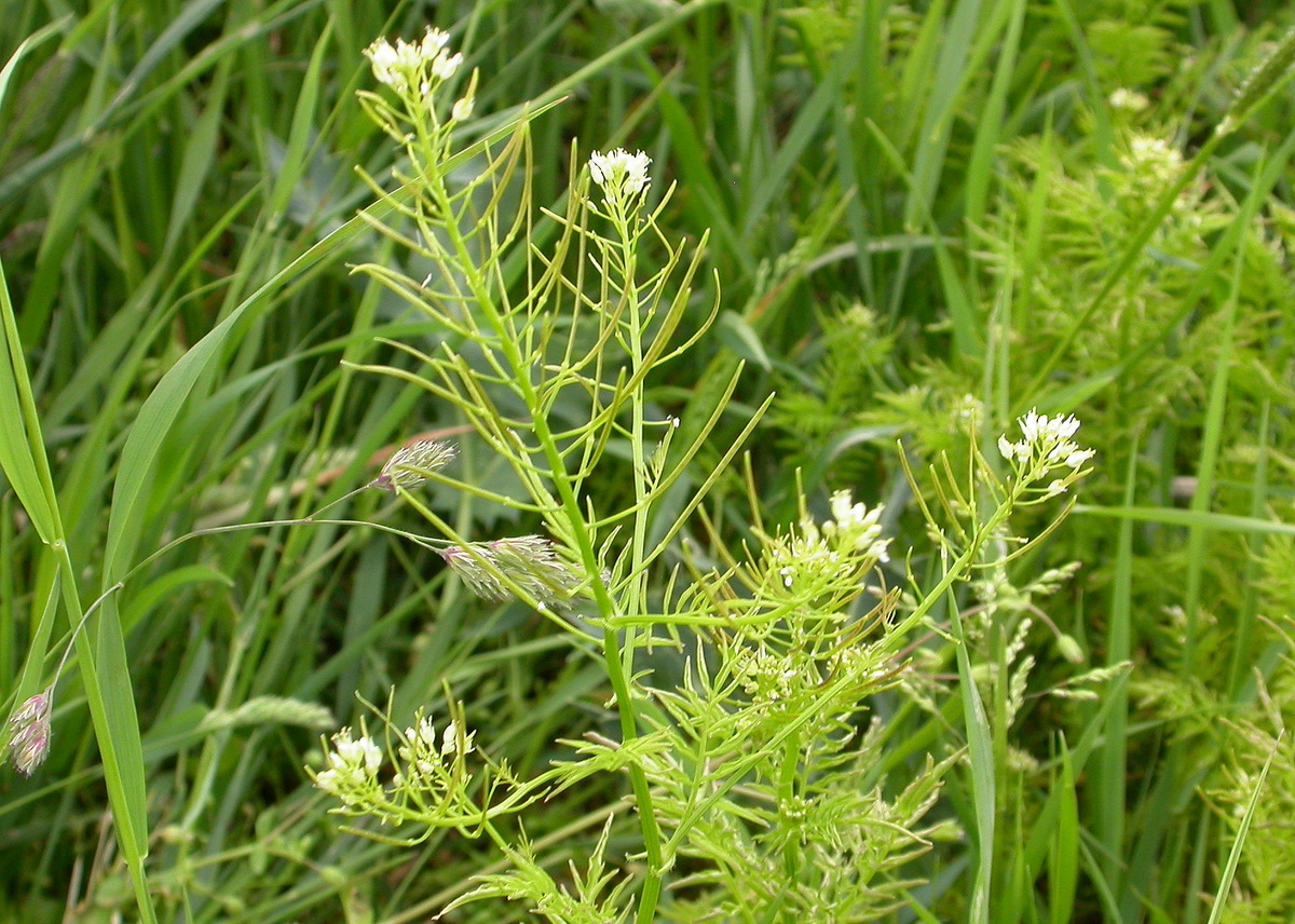 Cardamine impatiens (door Peter Meininger)