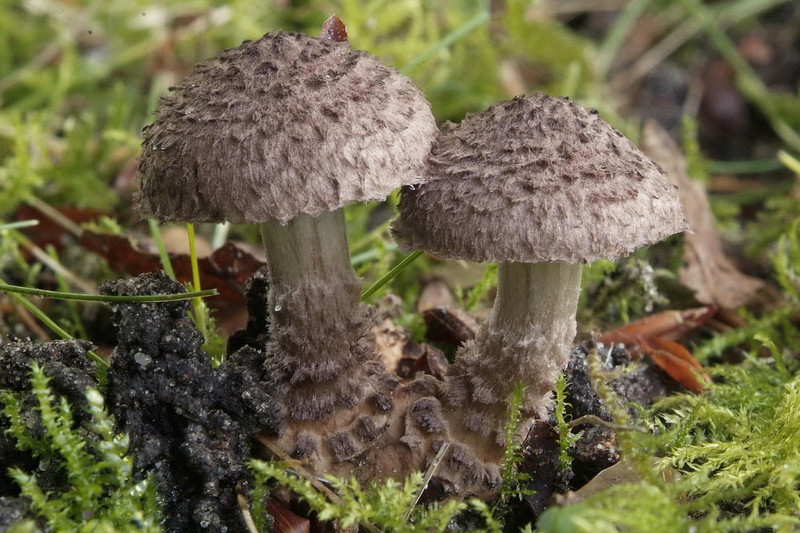 Squamanita odorata (door Marjon van der Vegte)