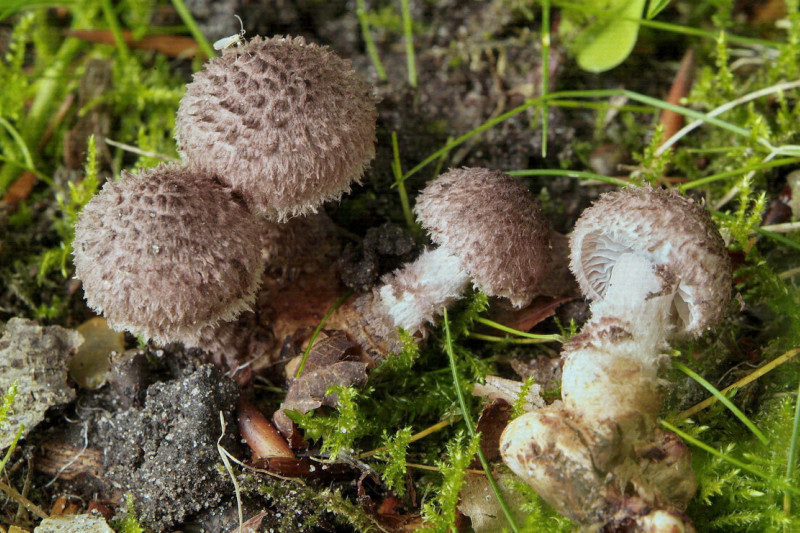 Squamanita odorata (door Marjon van der Vegte)