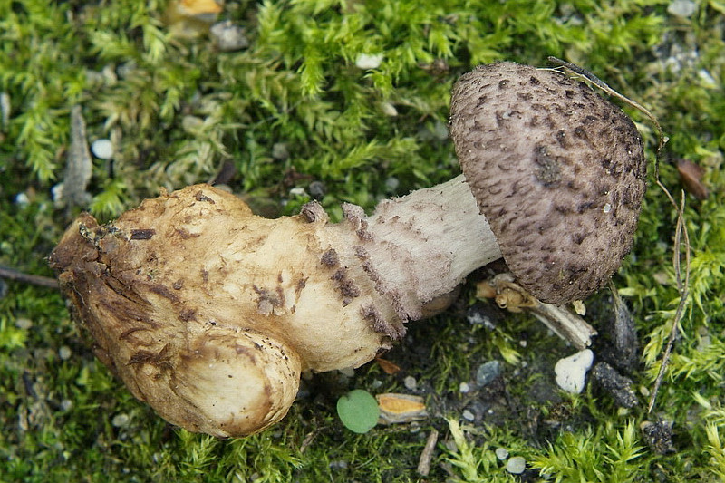 Squamanita odorata (door Marjon van der Vegte)